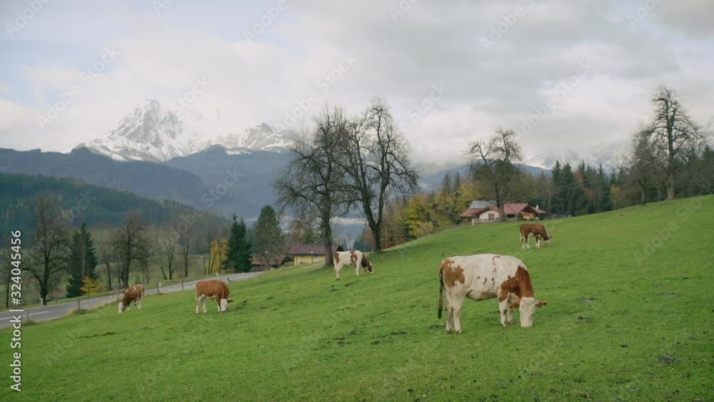 mountain landscape in Alps with cows in foreground. mountain landscape in Alps with cows in foreground.