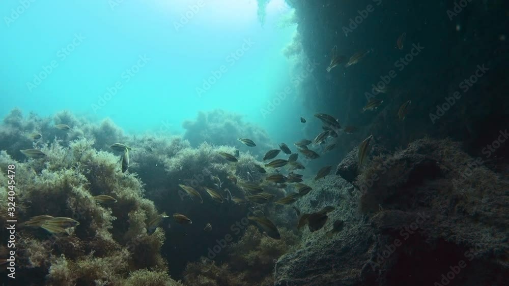 custom made wallpaper toronto digitalA flock of little peacock wrasse swims under a rock near a log covered with algae in the Black Sea.
