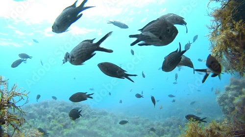 A flock of curious black damselfishes swims in front of the camera and looks into the lens. photo