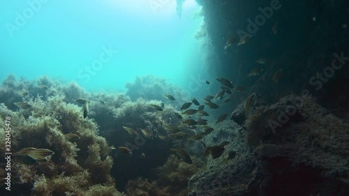 Wallpaper Mural A flock of little peacock wrasse swims under a rock near a log covered with algae in the Black Sea. Torontodigital.ca