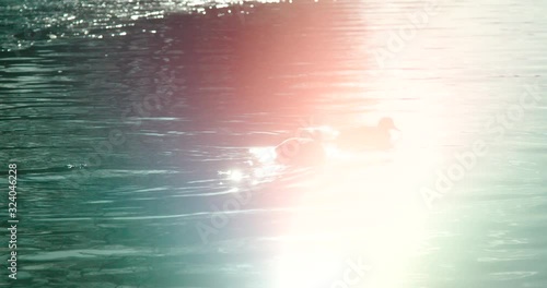 Ducks Swimming At The Lake Under A Bright Reflection Of A Rising Sun  - Wide Shot photo