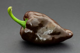 One single ripe brown Mulato Iseno chile pepper on black background.