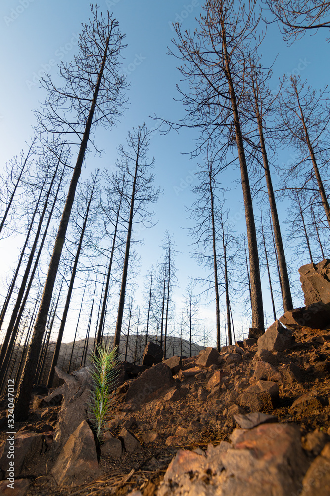 A small pine grows in the middle of a burned forest in a vertical image
