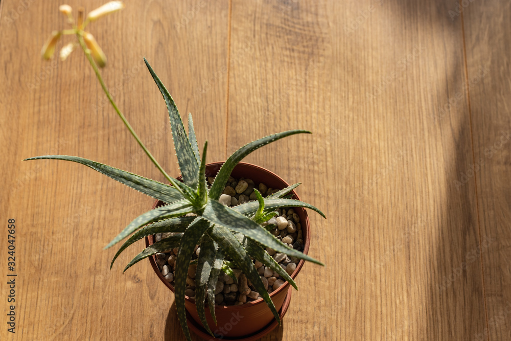 Obraz premium Aloe plant in bloom. Selective Focus. Wooden background