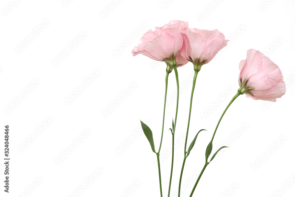 トルコキキョウ