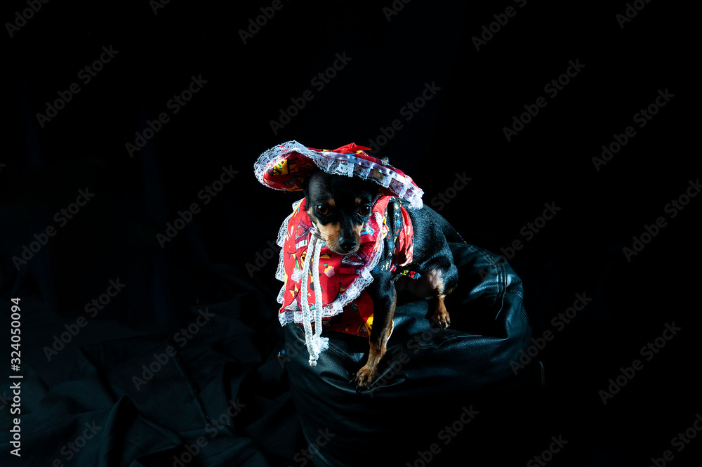Pincher costume for carnival. Selective focus. Dog dressed in old lady, red color, on top of a black pouf. Hat with lace. Costume for Brazilian carnival. Black background. Horizontal. Space for your t Pincher costume for carnival. Selective focus. Dog dressed in old lady, red color, on top of a black pouf. Hat with lace. Costume for Brazilian carnival. Black background. Horizontal. Space for your t