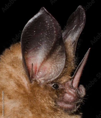 The golden bat (Mimon bennettii) is a bat species from South America. It's found in Brazil, Colombia, French Guiana, Guyana, Suriname and Venezuela. 