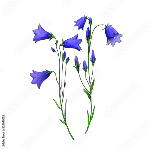 Campanula. Flovers and stems isolated on white. Vector realistic botanical illustration. 