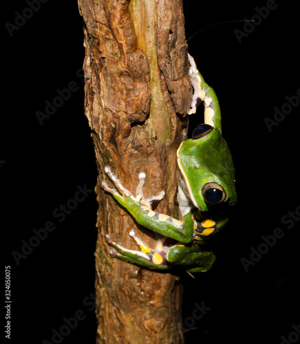 Phyllomedusa burmeisteri (Burmeister's leaf frog, common walking leaf frog) is a hylid frog native to the Atlantic Forest biome in Brazil photo