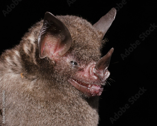 Seba's Short-tailed Bat (Carollia perspicillata) Brillenblattnase