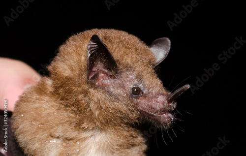 Tailed Tailless Bat (Anoura caudifer) photo