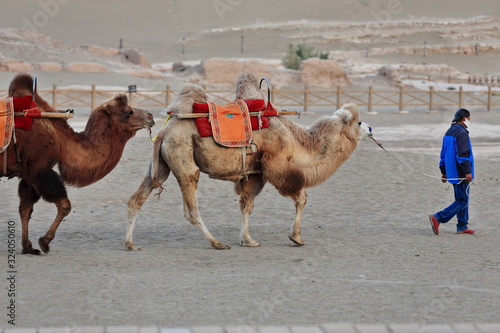 Local camel escort leading his camels. Dunhuang Crescent Moon Lake-Gansu-China-0686. photo