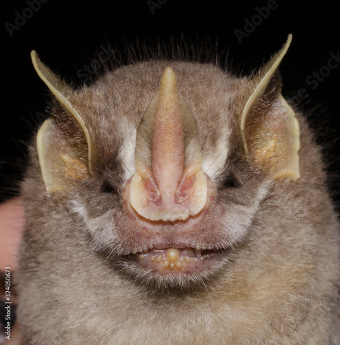 Gervais's fruit-eating bat (Dermanura cinerea) is a bat species from South America. It is found in Brazil, French Guiana, Guyana, eastern Peru, Suriname and eastern Venezuela.