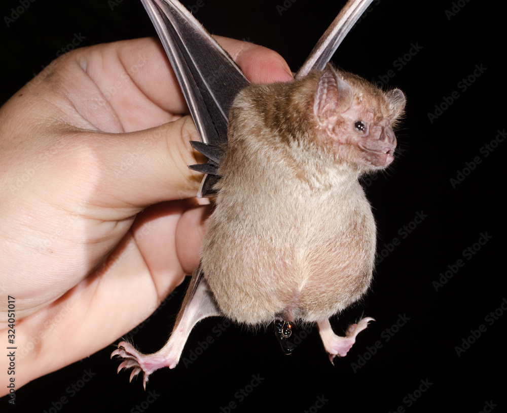 Fotografia do Stock Common vampire bat (Desmodus rotundus) pregnant. Females give birth to one