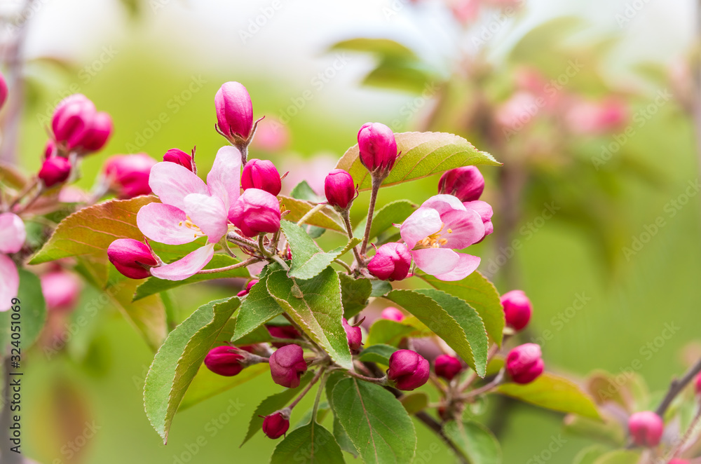 Fresh pink flowers of a blossoming apple tree in sunset light Fresh pink flowers of a blossoming apple tree in sunset light