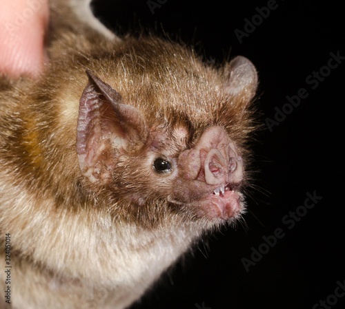 The common vampire bat (Desmodus rotundus) is a small, leaf-nosed bat native to the Americas. It is one of three extant species of vampire bat. This bat mainly feeds on the blood of livestock.