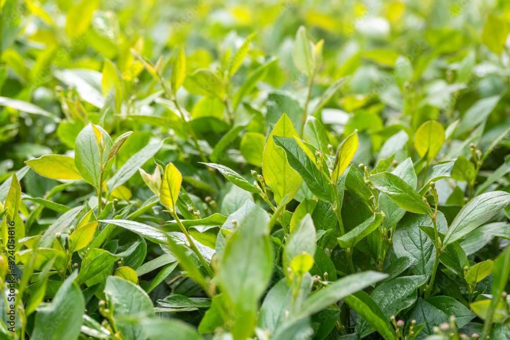 Fototapeta premium Green bushes with trimmed branches and young leaves.