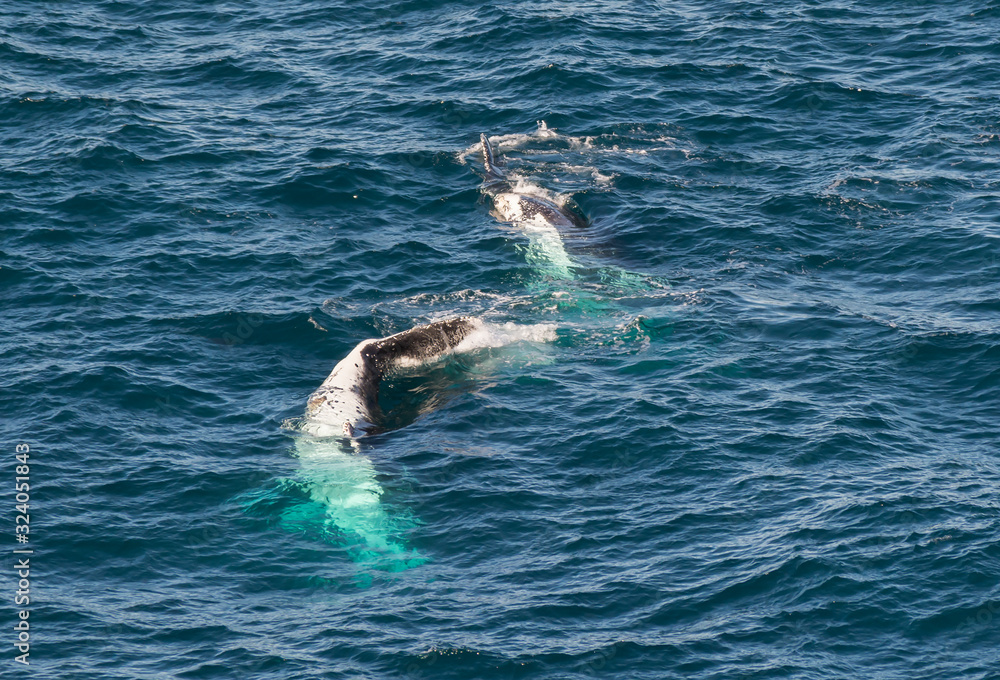 Humpback whale swimming near the coast, Sydney Australia