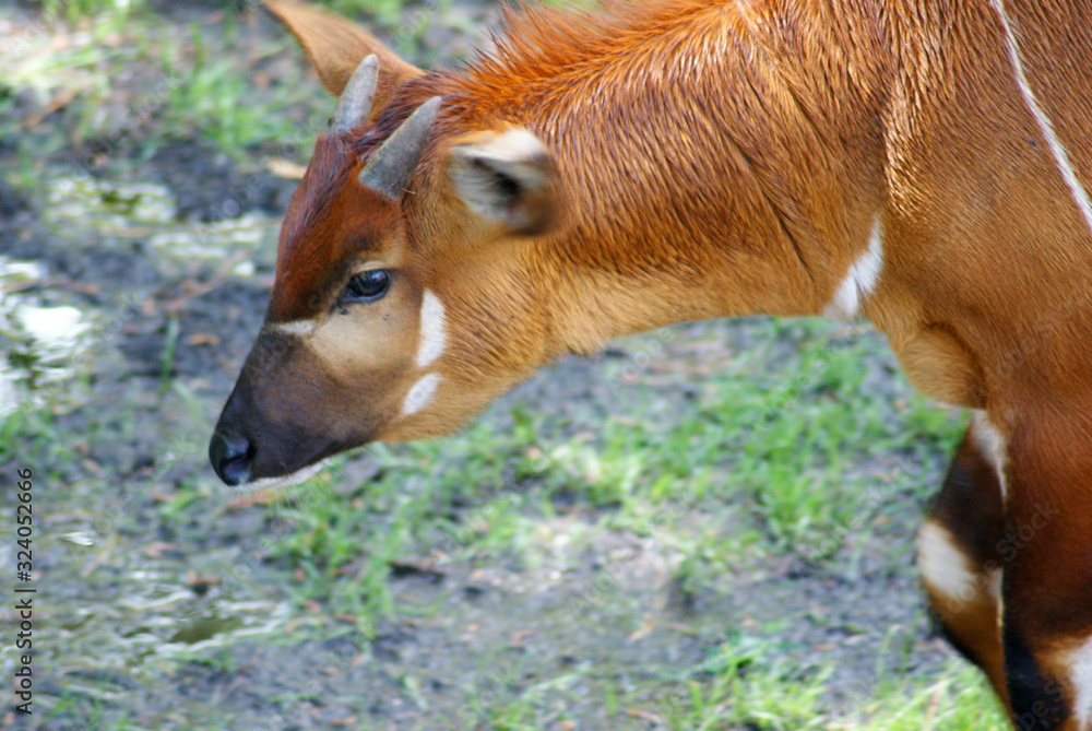 Fototapeta premium Bongo