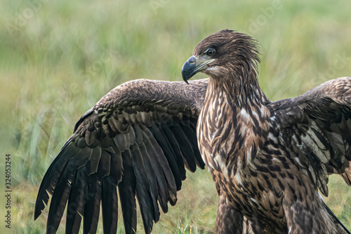 Portrait of a beautiful White Tailed Eagle  Haliaeetus albicilla  in the forest of Poland  Europe. Birds of prey. Sea eagle.