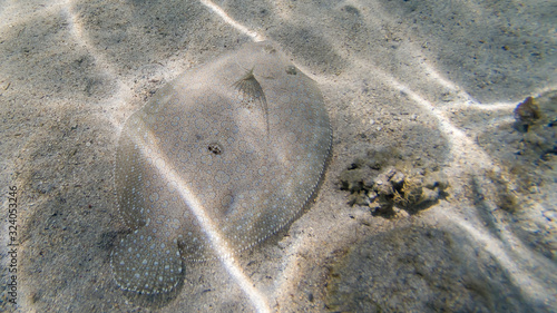 poisson sole - ile de la Réunion