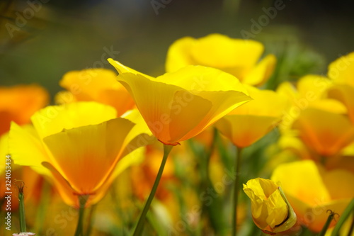 Yellow poppy 