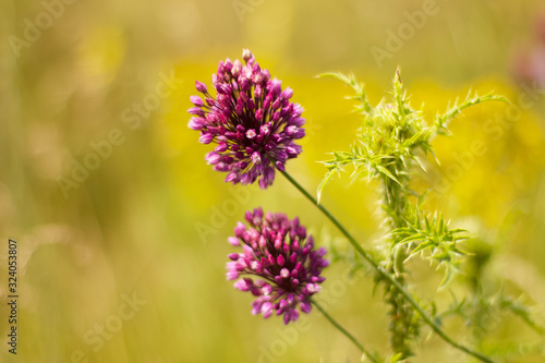 Purple wildflowers. Thistle and sunny day. Wild flowers with a low depth of field.