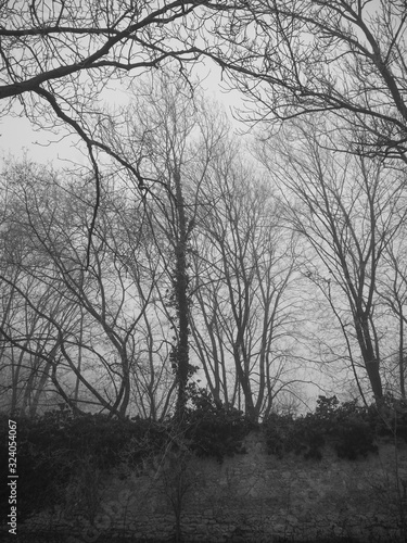 Stone wall and forest on a foggy day