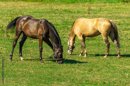 Beautiful horses are eating grass in the field on the old farm near the Tallinn, Estonia. Sunny day, springtime photo
