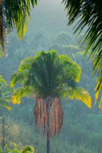 Coyul palm, Acrocomia mexicana, Aticama, San Blas municipality, Matanchen Bay, Pacific Ocean, Riviera Nayarit, Nayarit State, Mexico, Central America, America