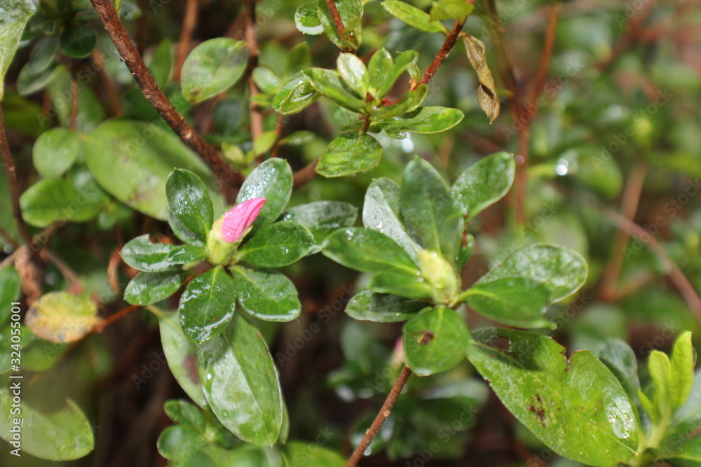 Obraz premium Pretty Pink Flower