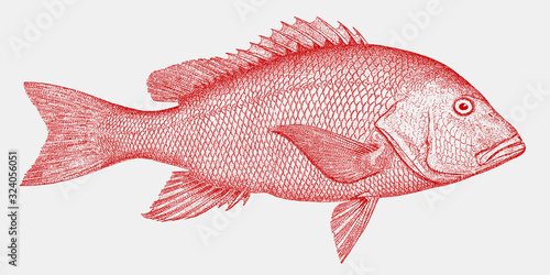 Leinwand Poster Northern red snapper lutjanus campechanus, threatened fish from the Atlantic Oce