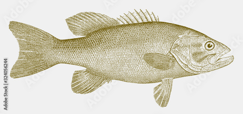 Smallmouth bass micropterus dolomieu, freshwater fish in side view photo