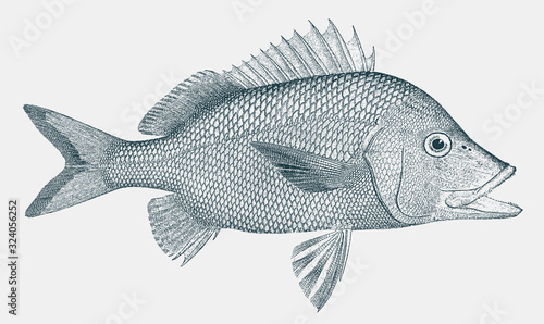 White common grunt, haemulon plumierii, a fish from the Atlantic Ocean in side view