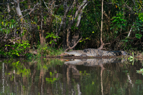 American crocodile, Crocodylus acutus, La Tovara National Park, Ramsar Site, Wetland, San Blas Town, Matanchen Bay, Pacific Ocean, Riviera Nayarit, Nayarit state, Mexico, Central America, America
