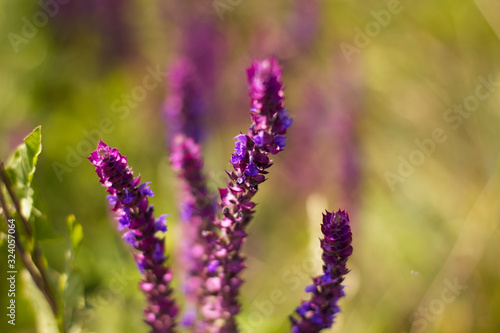 Purple field flower. The depth of field. Wallpaper with flowers. It s a beautiful meadow.