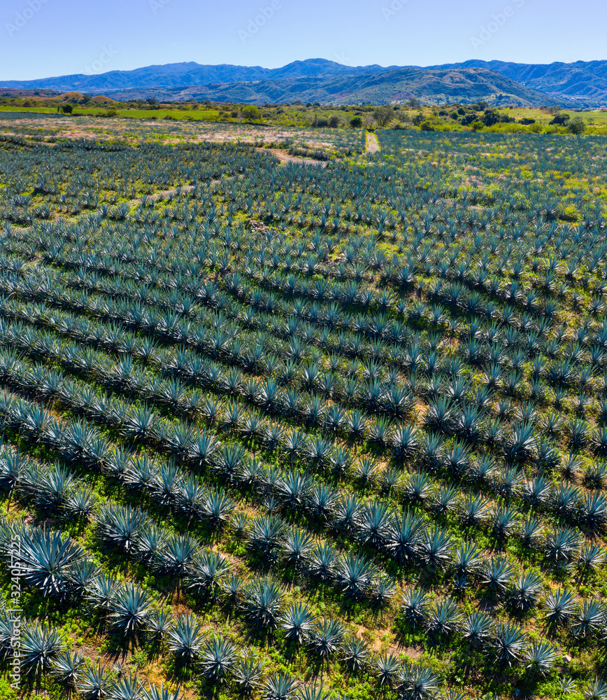 Blue agave, tequila agave, Agave tequilana, Tepic, Riviera Nayarit
