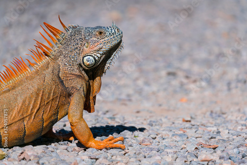 Green iguana, American iguana, Iguana iguana, Riviera Nayarit, Nayarit state, Mexico, Central America, America photo