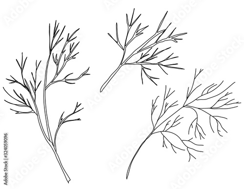 Set of dill isolated on white background. Hand drawn vector illustration, sketch. Elements for design.
