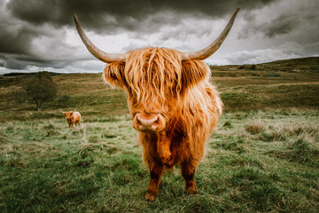 Ingelijste posters Schotse hooglander Hooglanders met schilderachtig berglandschap  © Anton Blanke