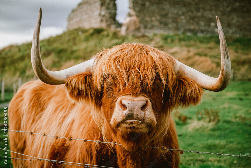 Highland Cattle with long horns