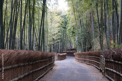 Bambuswald Bambus