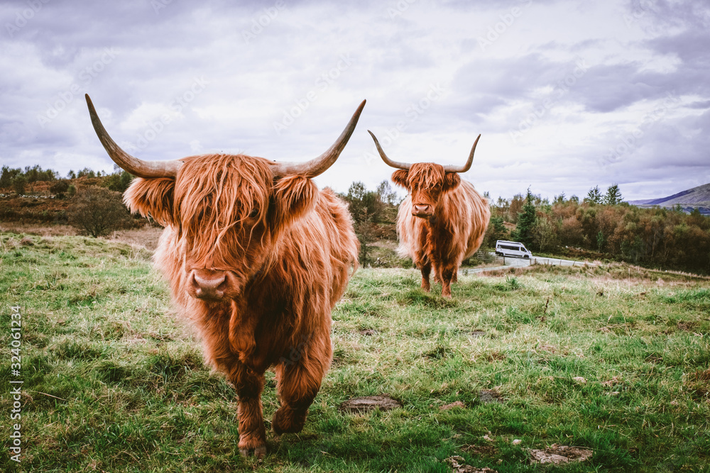 Highland Cattle with van in background Highland Cattle with van in background