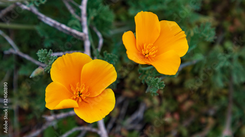 California Poppy Blooms