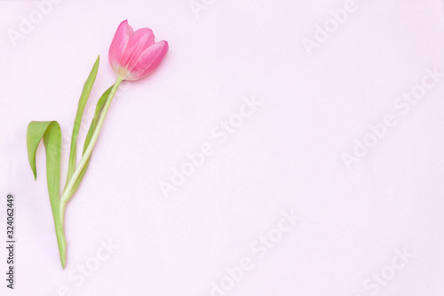 Fototapeta Naklejka Na Ścianę i Meble -  One single pink tulip on the pink background. Flat lay, top view.