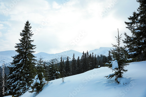 Picturesque view of snowy coniferous forest on winter day © New Africa