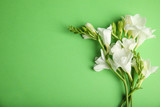 Beautiful spring freesia flowers on green background, flat lay. Space for text