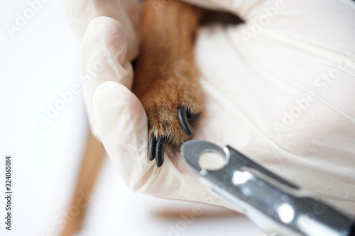 The paw of a dog in the hands of a veterinarian for safe professional trimming of the animals claws by a doctor.Close-up.