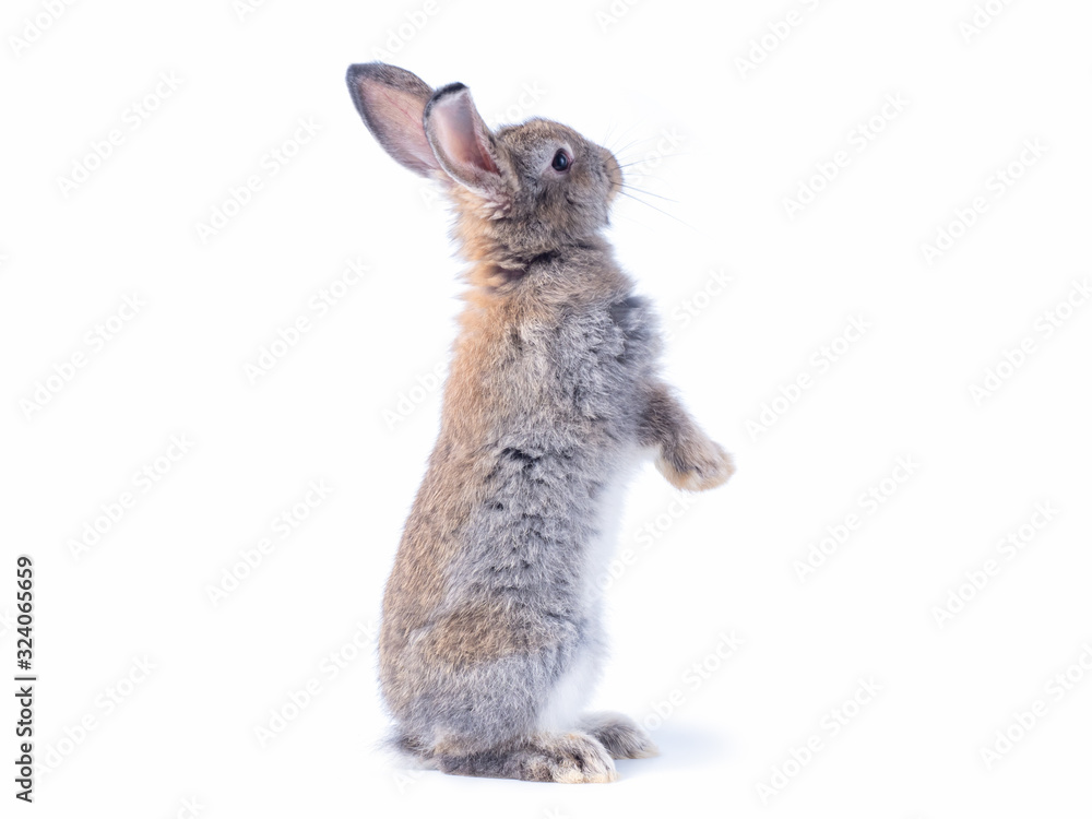 Obraz premium Gray cute rabbit standing on white background. Lovely action of young rabbit.