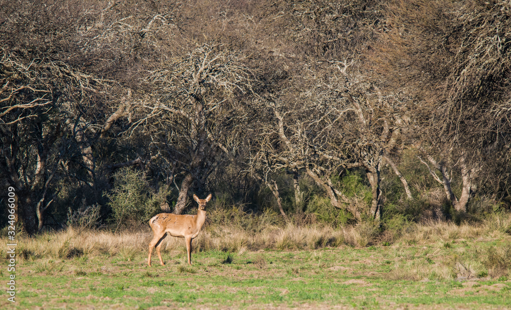 Male Red deer in La Pampa, Argentina, Parque Luro Nature Reserve Male Red deer in La Pampa, Argentina, Parque Luro Nature Reserve
